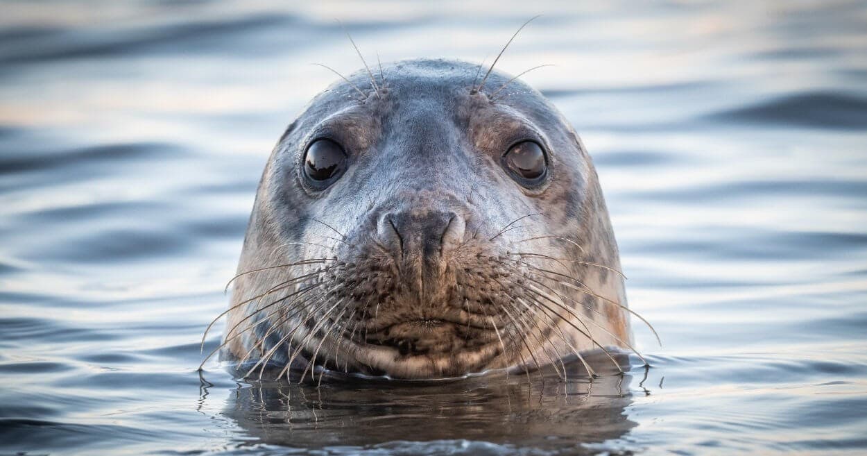 Seal Trips (Off & around Southend Pier)