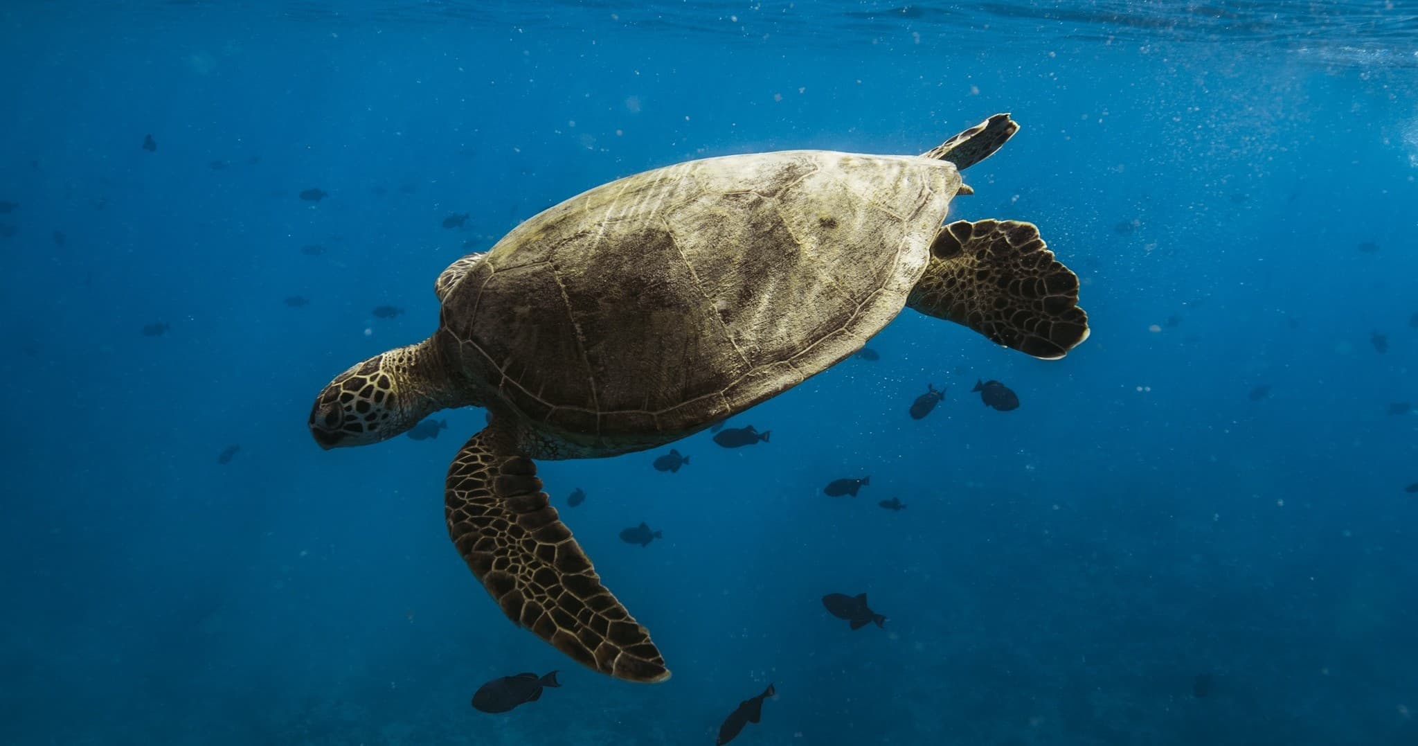 Turtle Canyon Snorkel Adventure Big Kahuna""