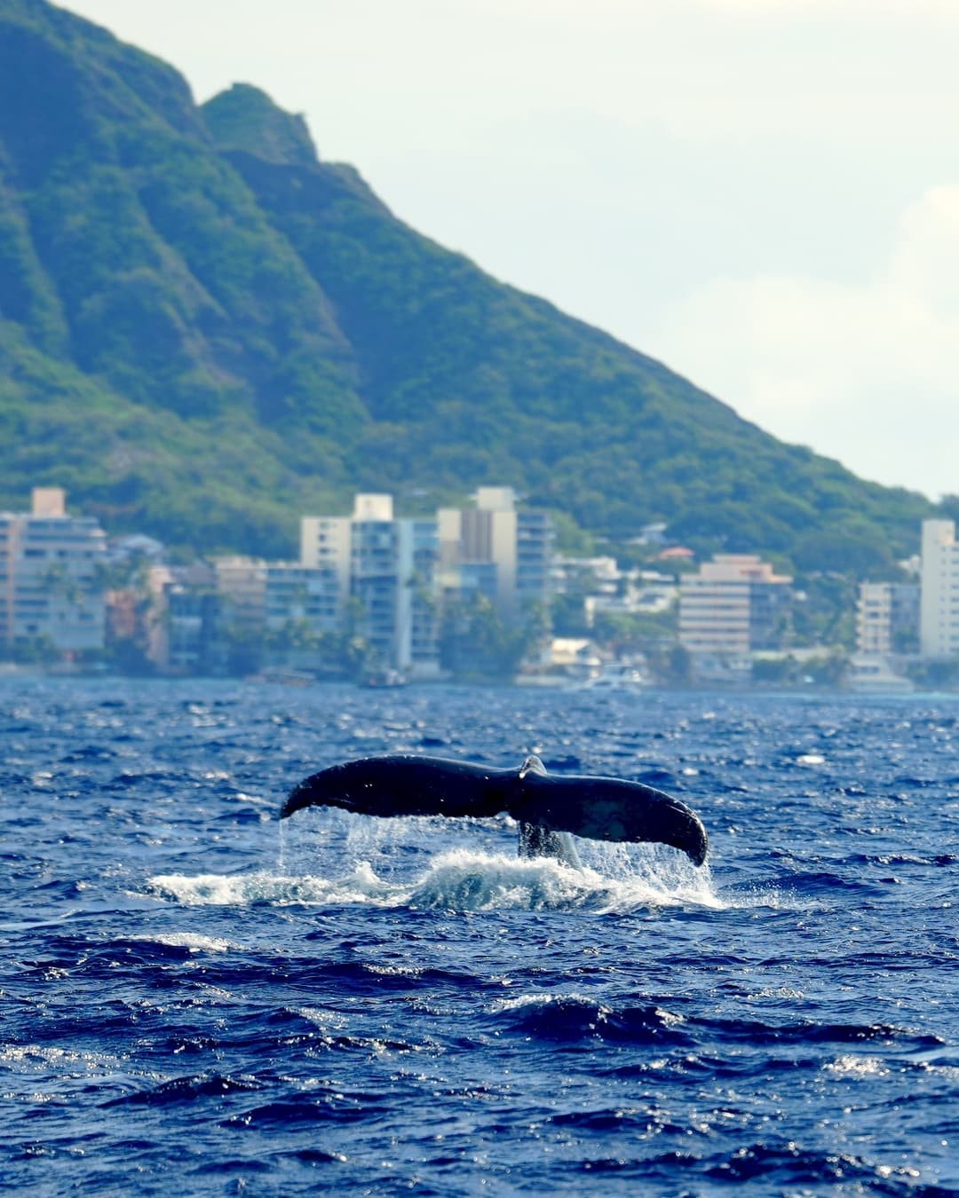 Waikiki Whale Watch