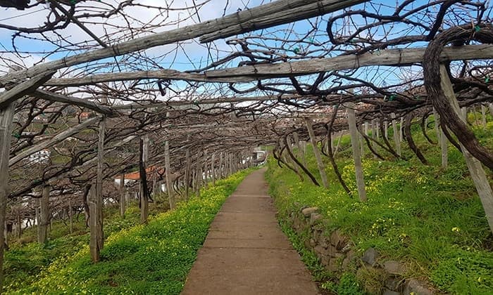 Wine Route- Estreito Camara de Lobos
