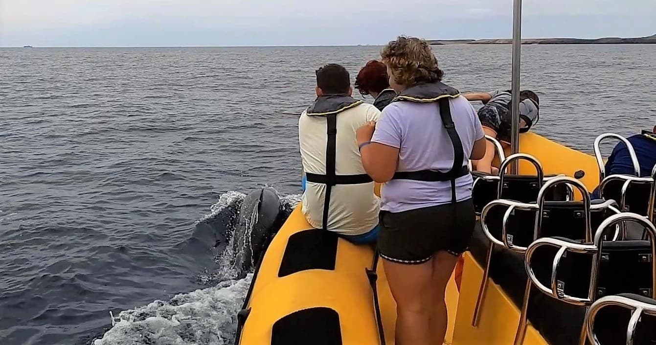 Lanzarote: Avistamiento de Delfines en lancha rápida