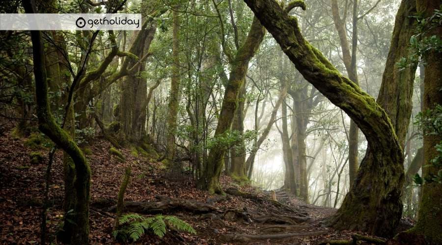 Excursión de un día en La Gomera: Parque Nacional de Garajonay