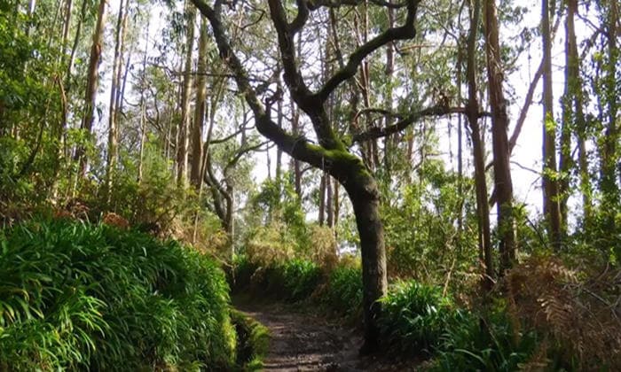Valley de Paradise Levada Walk