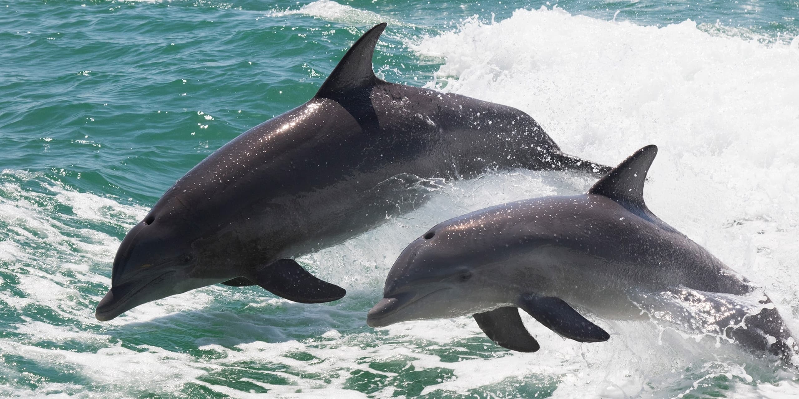 Destin Dolphin Tour