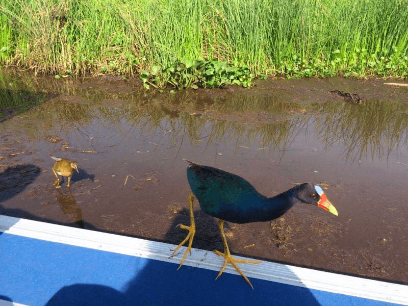 Airboat Swamp Tour - Small Boat - Pickup