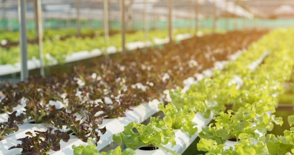 Hydroponic Farm Experience