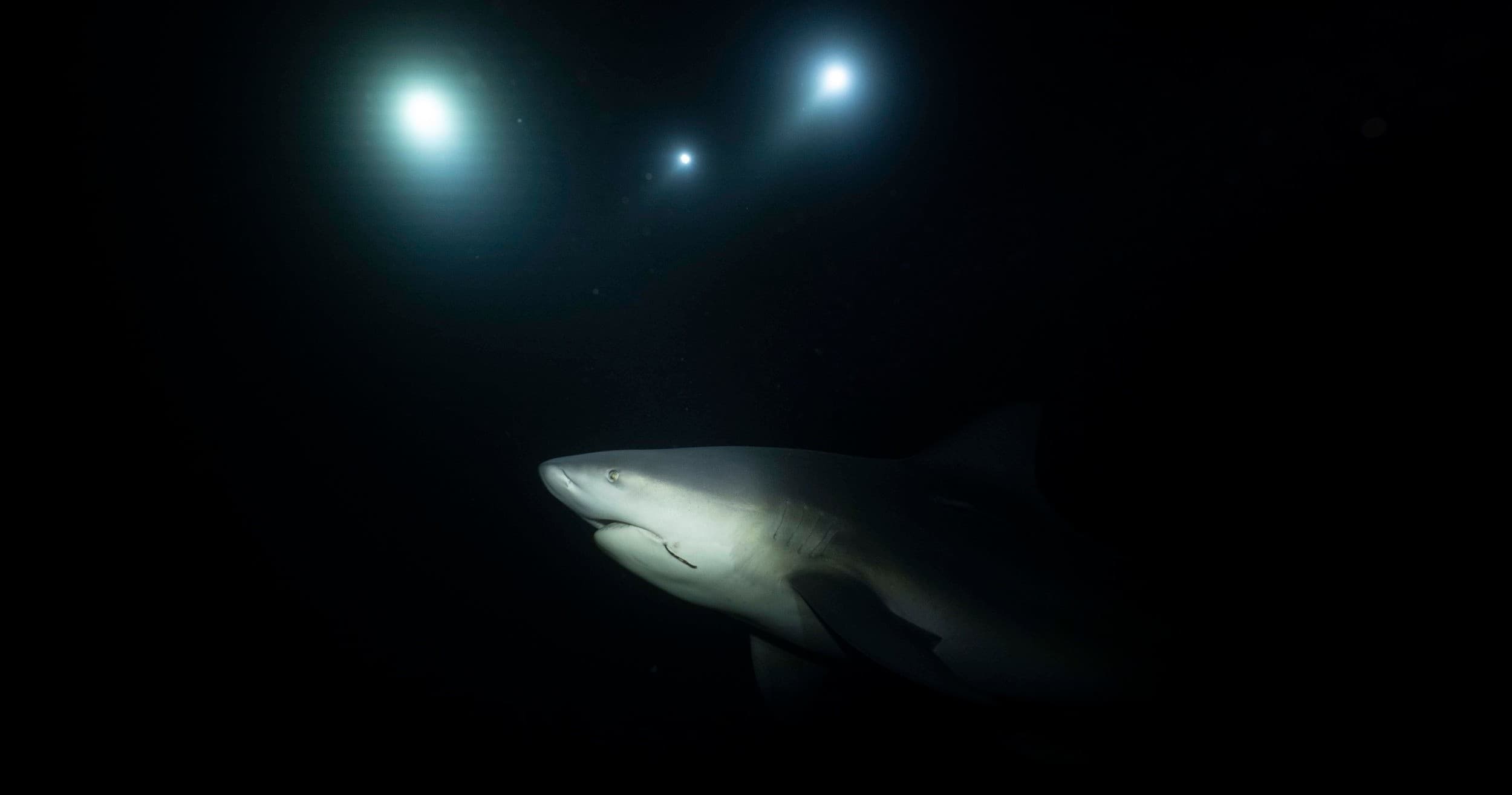 Night Shark Dive