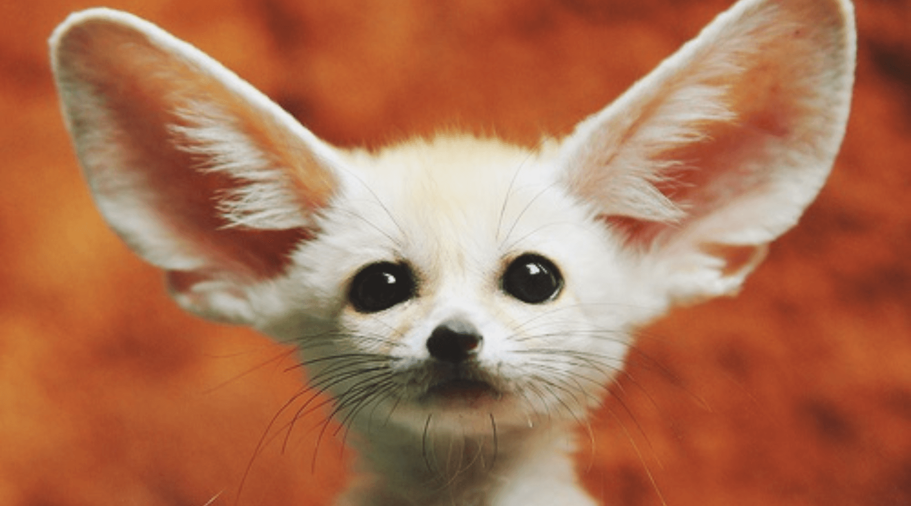 Fox Experience