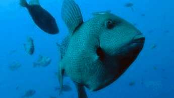 Scuba Diver PLUS