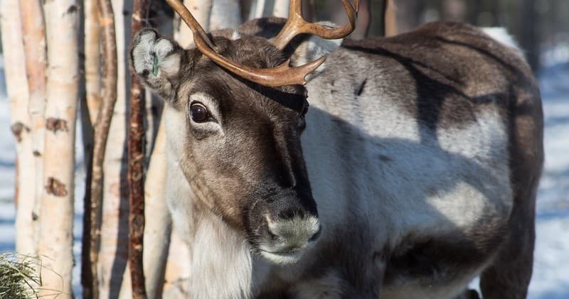 [F11] Reindeer Paddock Visit (1h)