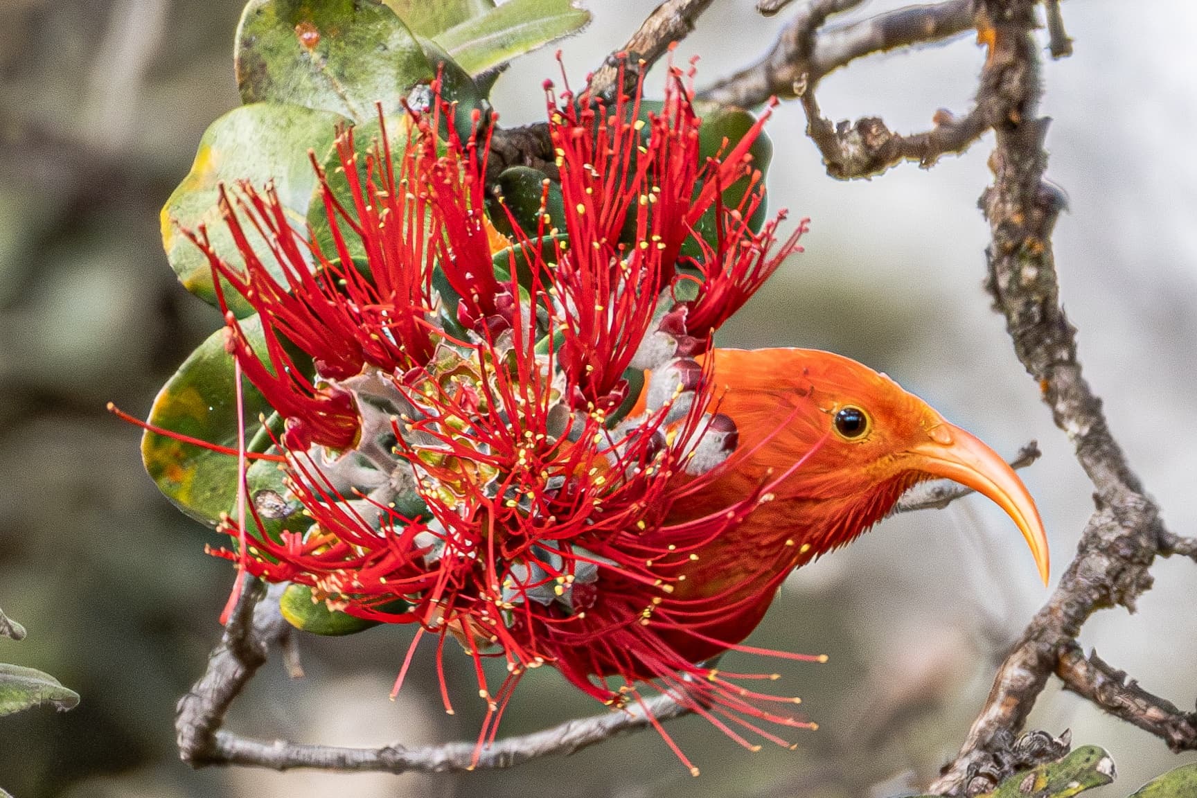Big Island Wildlife
