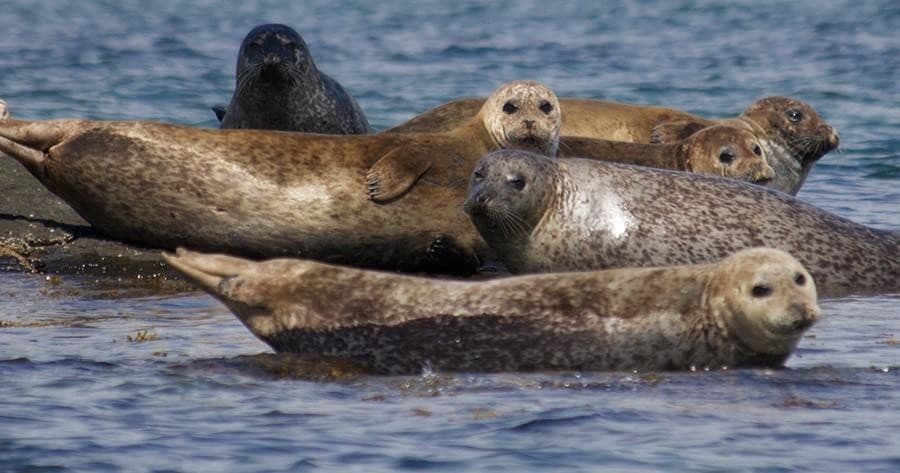 Wildlife Cruise