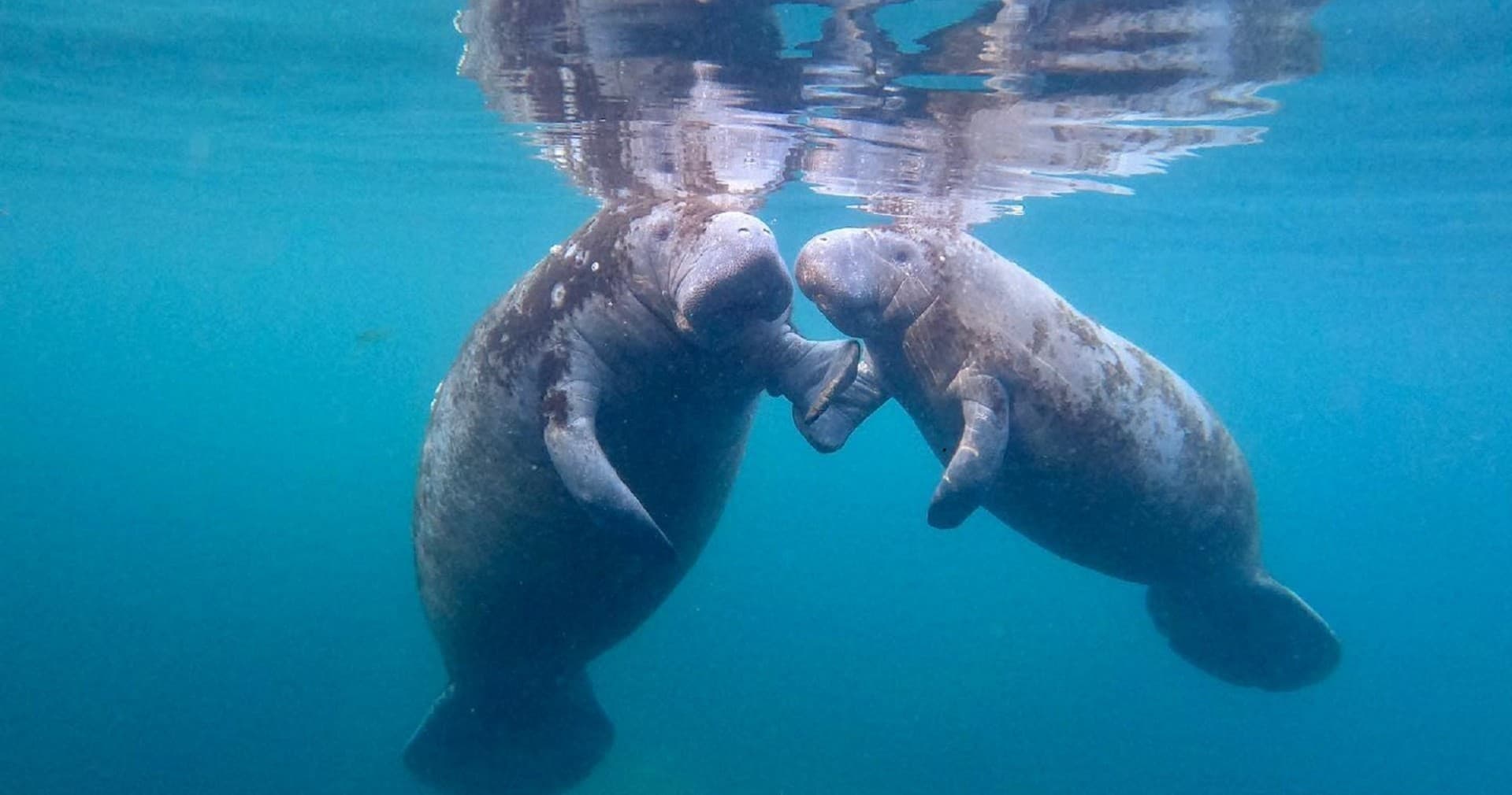 3 Hour Private Manatee Tour 22ft Heated Luxury Manatee Oasis