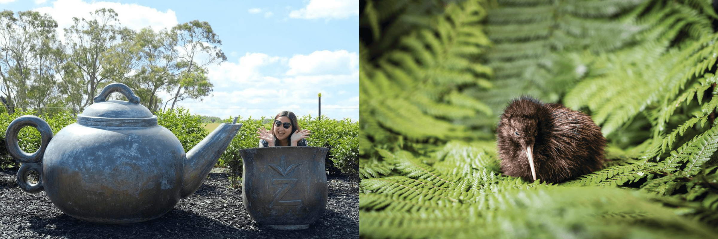 Waitomo Glowworm Caves, Zealong Tea & Kiwi House Private Tour