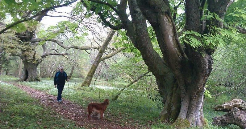 Guided Walk