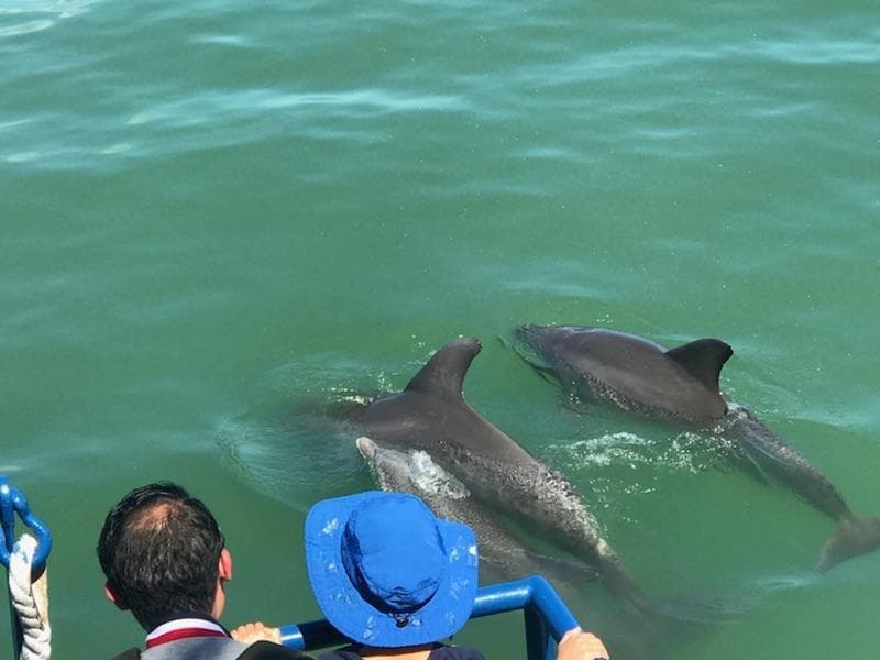 Dolphin & Manatee Watch Cruise