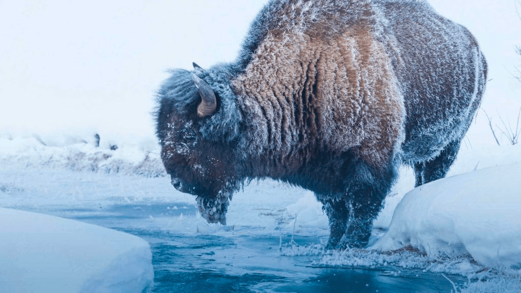 2 Day Winter Wolves & Wildlife Safari