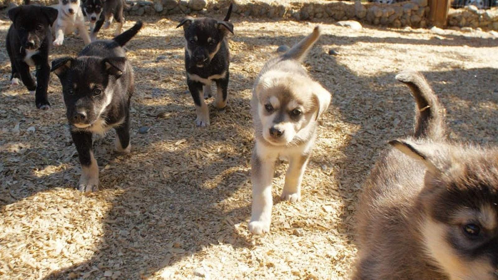 Husky Homestead Tour