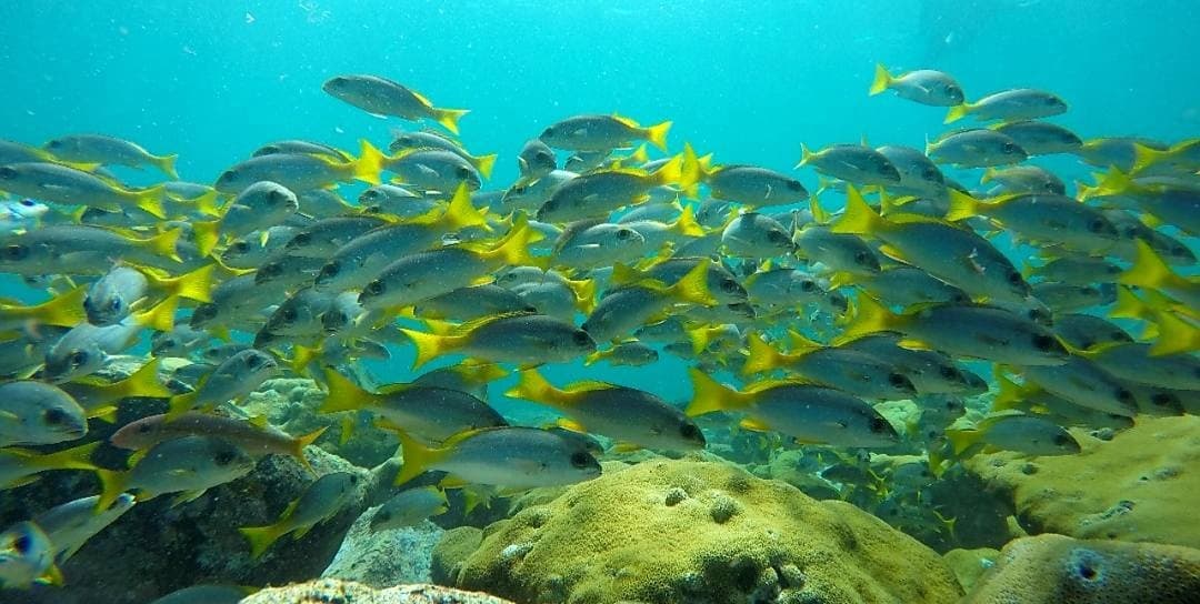 EcoDive & Snorkeling Murdeira Bay