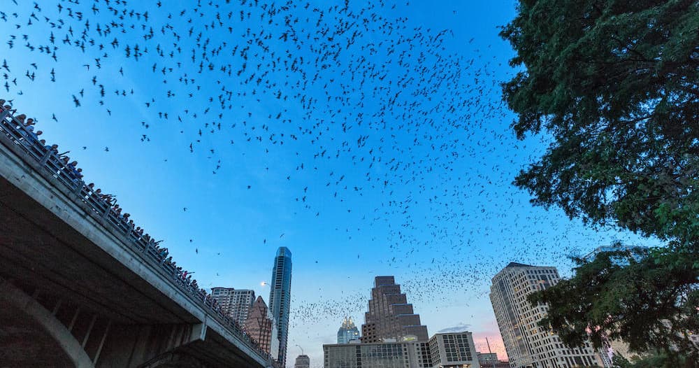 Paddle Board Bat Tour