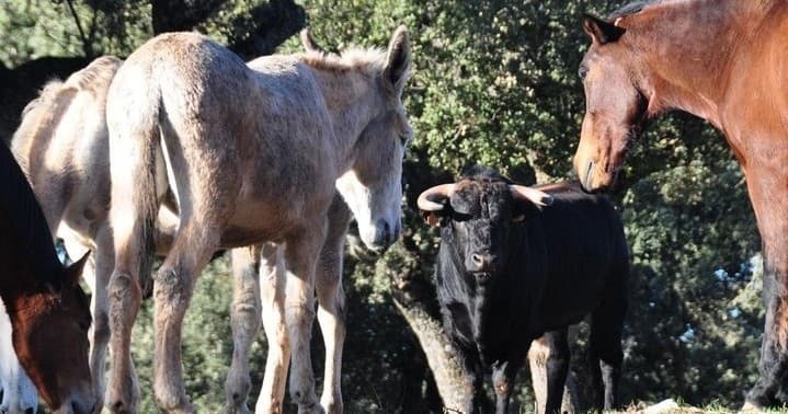 Bulls and Horses Experience