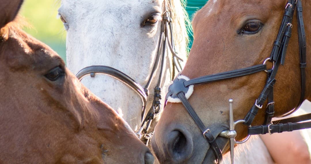 Évora Horseback Riding Experience