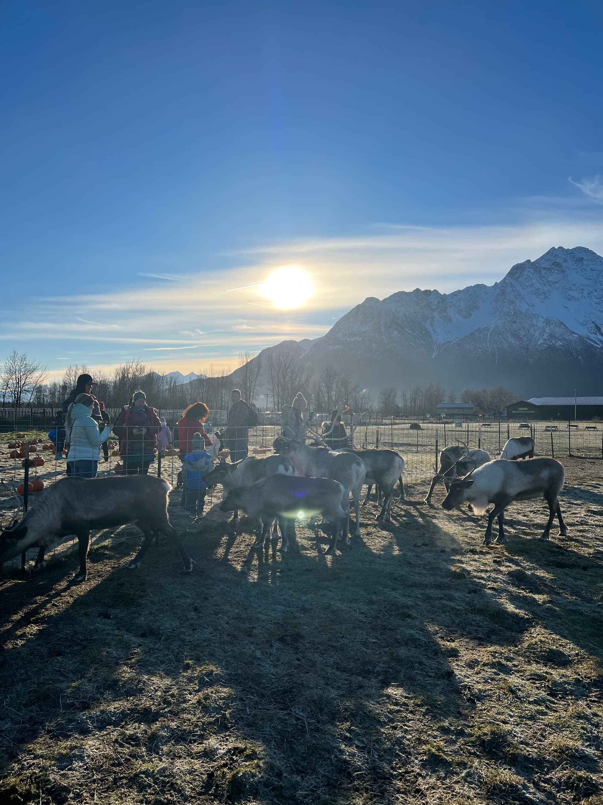 Guided Summer Reindeer Farm Experience