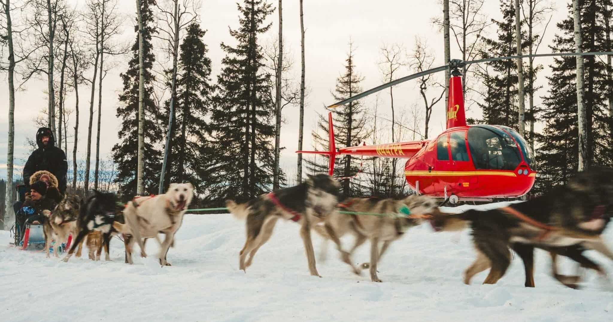 Mushing Adventure