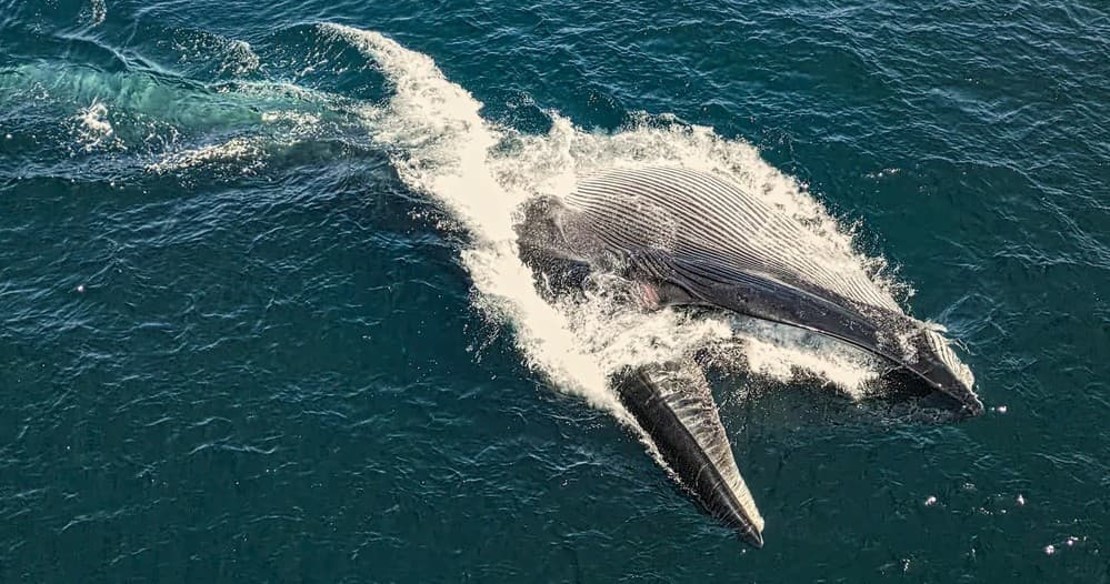Half Day Whale Watch