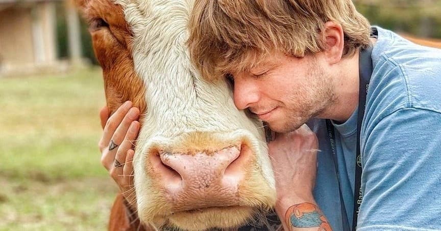 Cow Hug Therapy