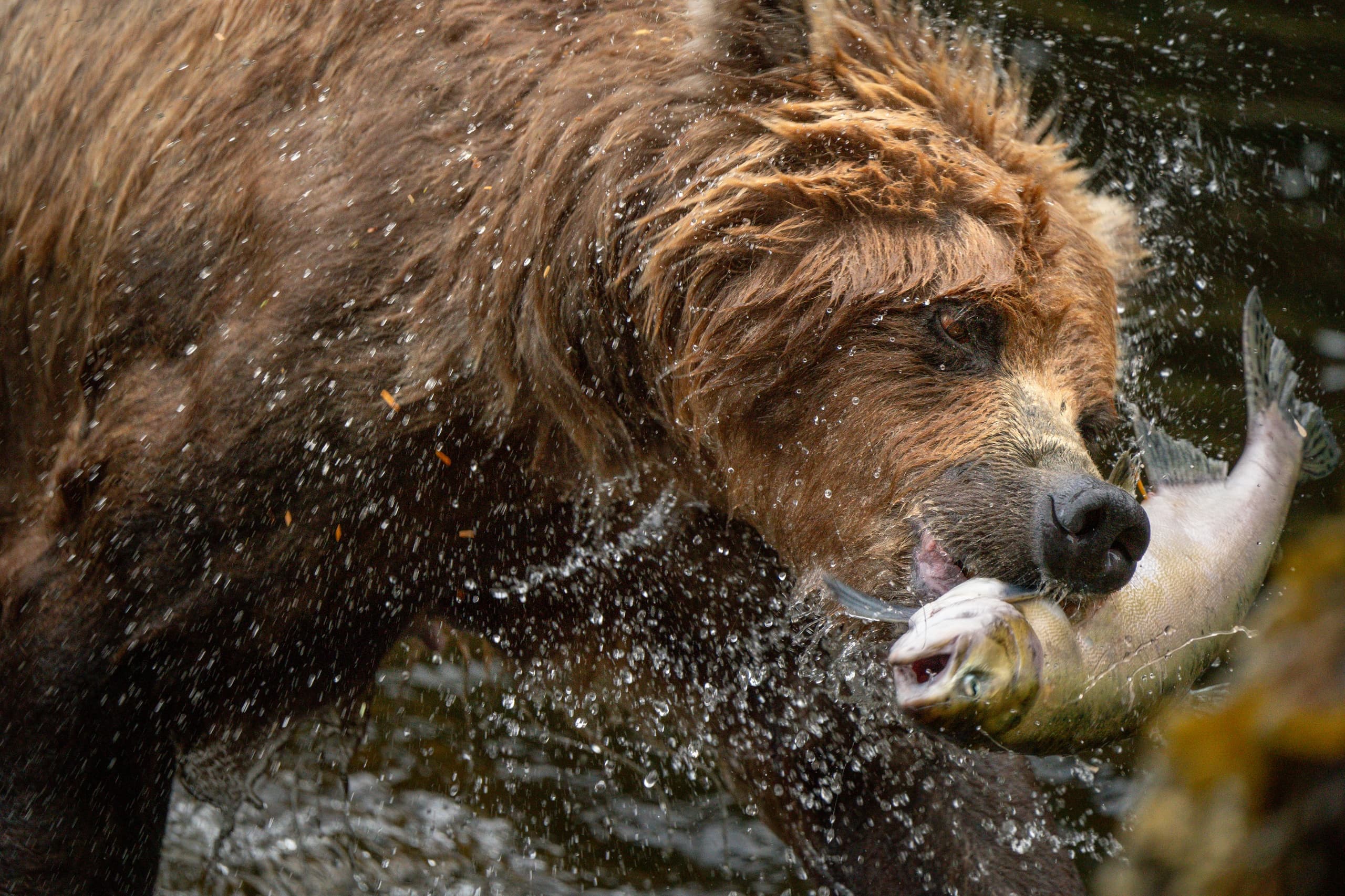Private Bear Photography Workshop