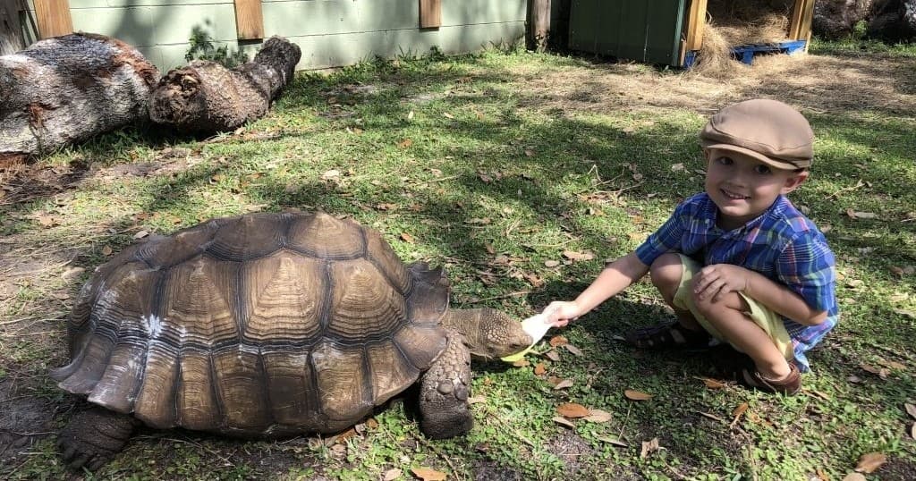 Tortoise Encounter