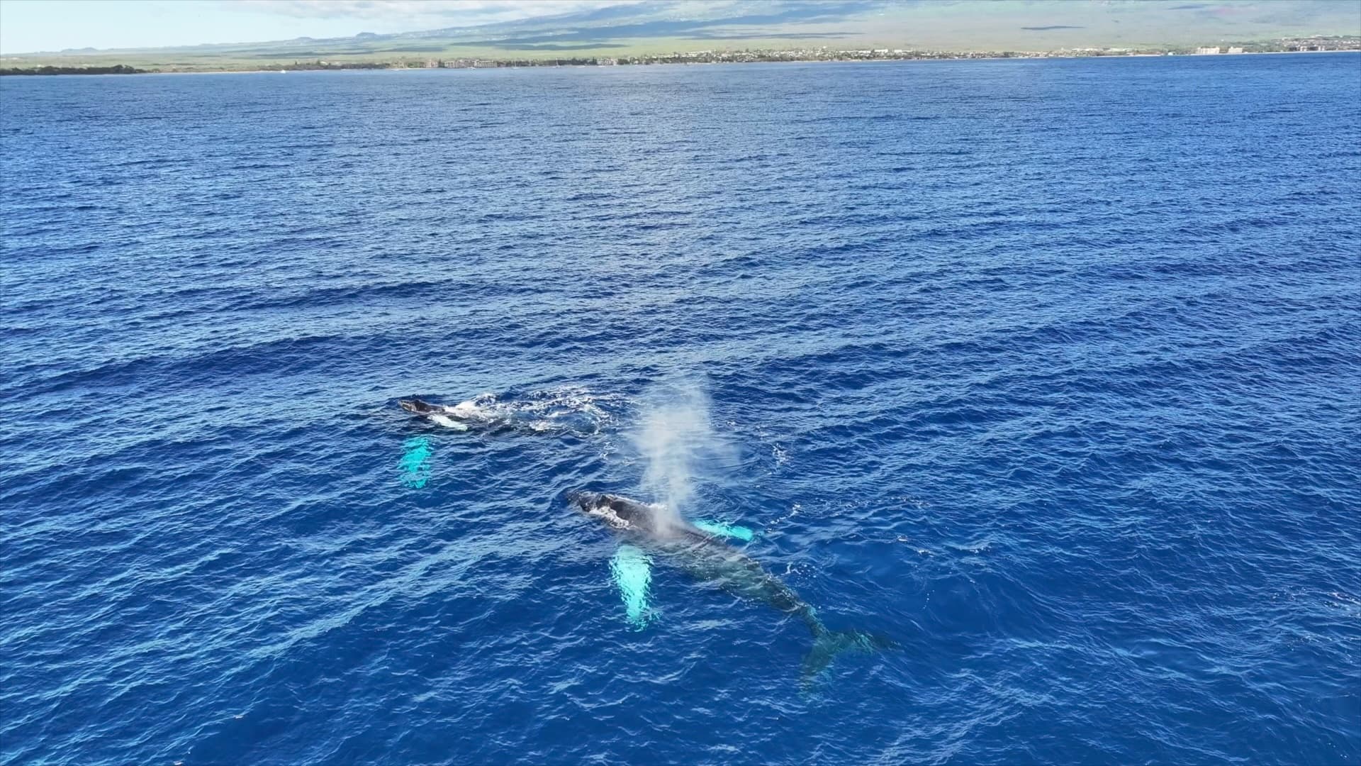 Private Whale Watch Cruise • Monohull Nova