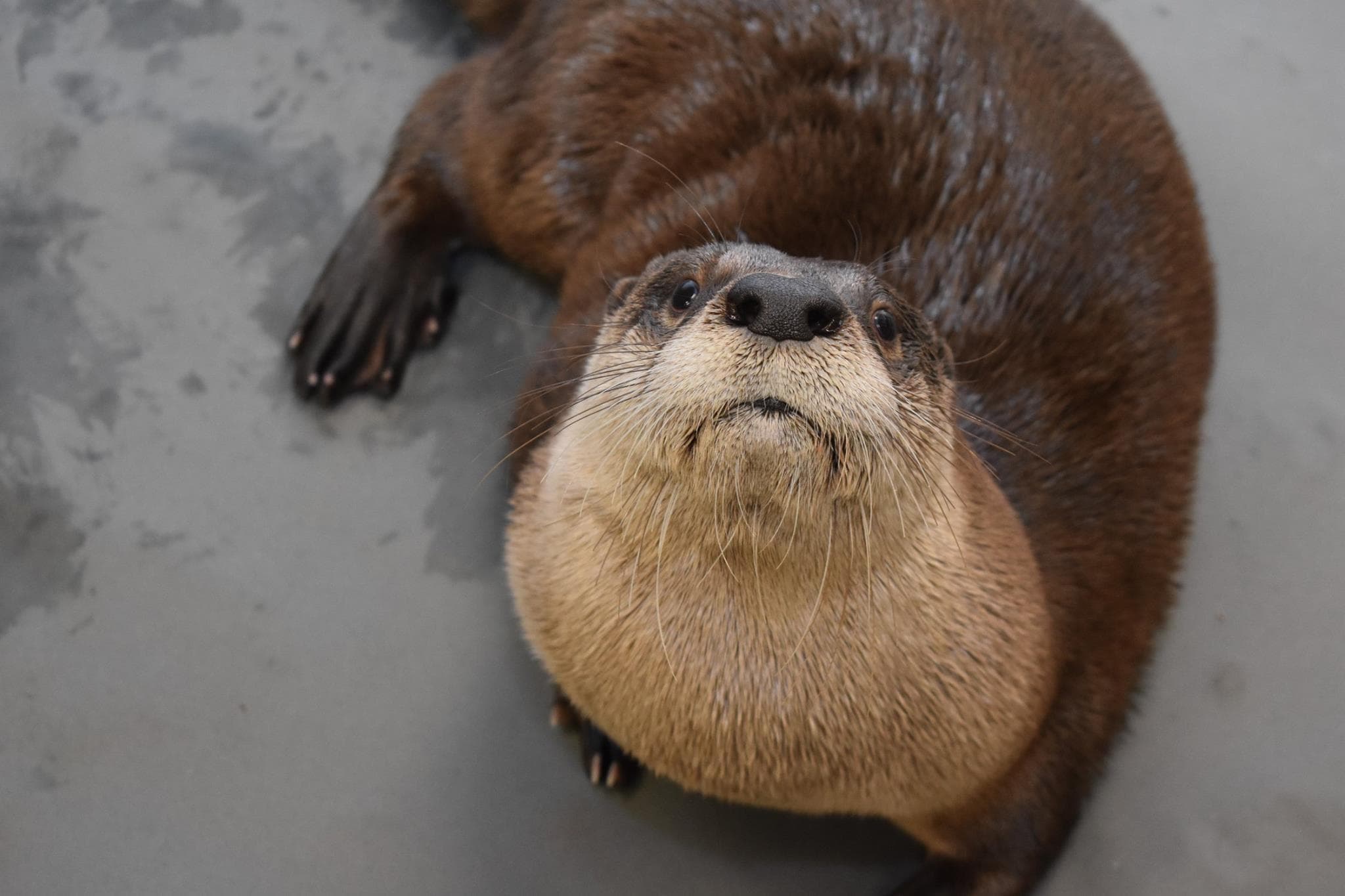 Otter Meet and Greet