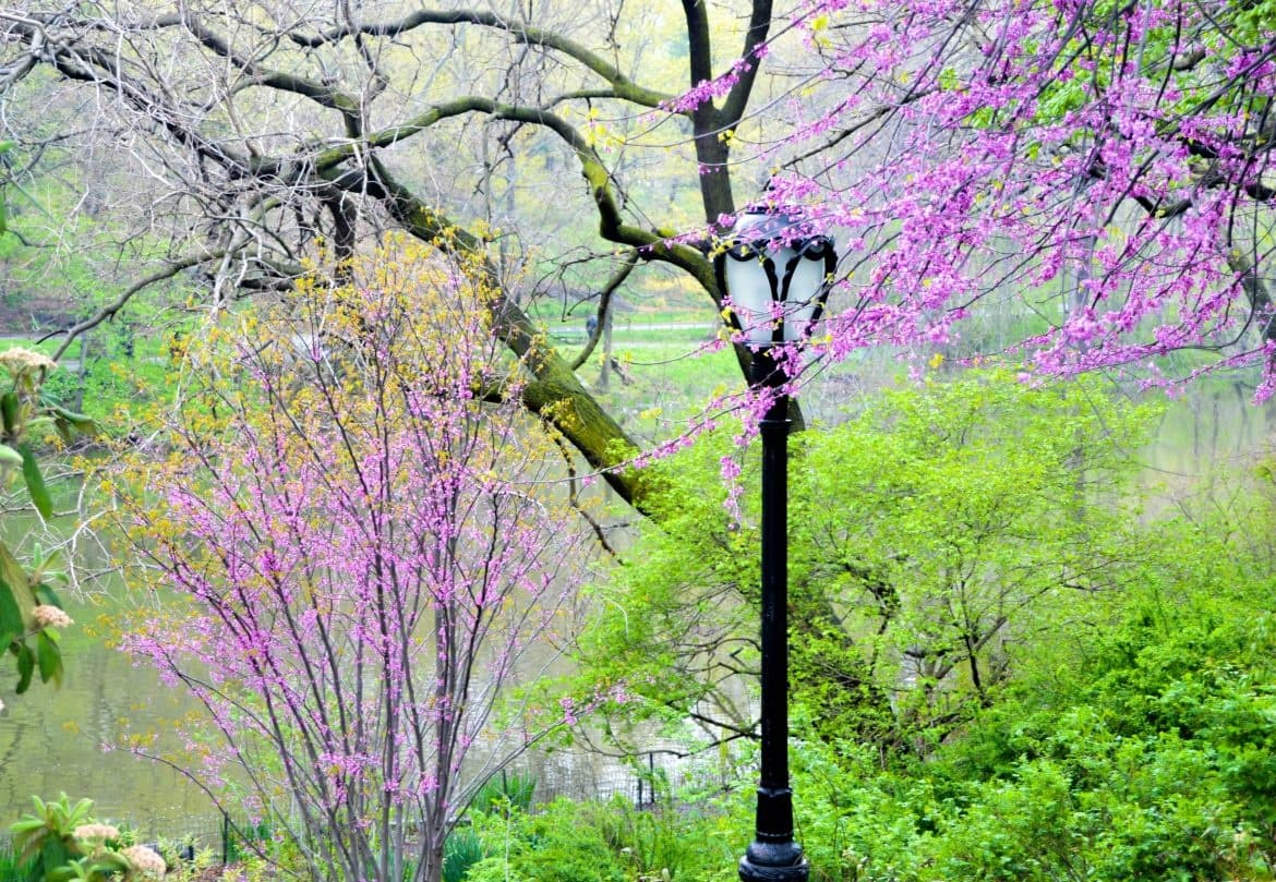 3-Hrs. Central Park Pedicab Tours