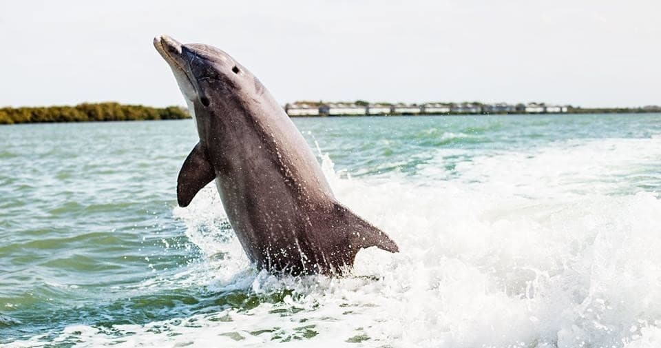 2 Hour Anna Maria Island Excursion