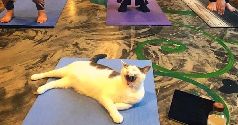 Meowga - Cat Yoga