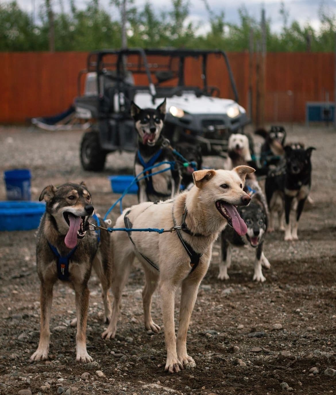 Summer Dryland Sled Dog Ride