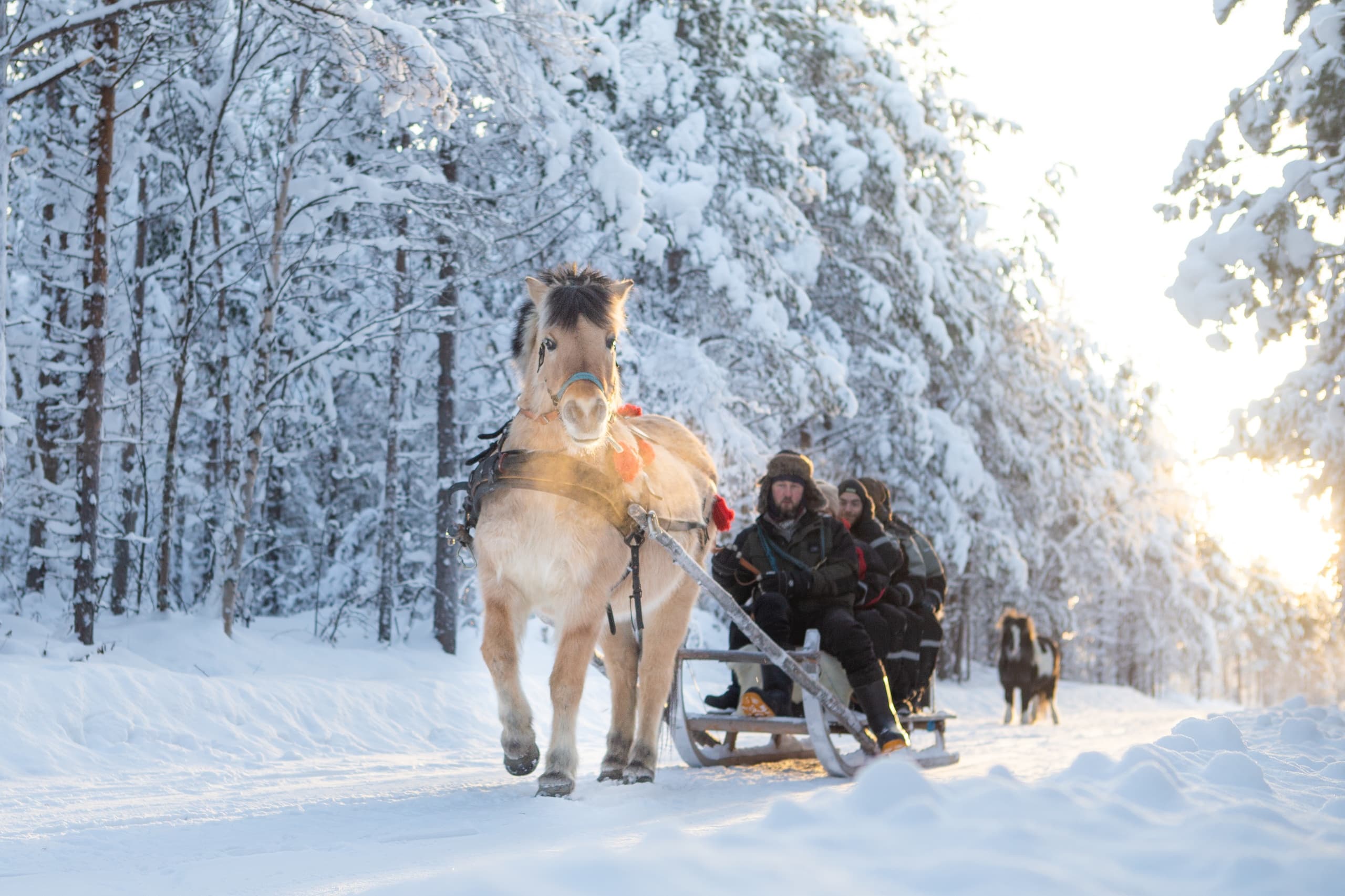 Horse Sleigh Ride in the Arctic