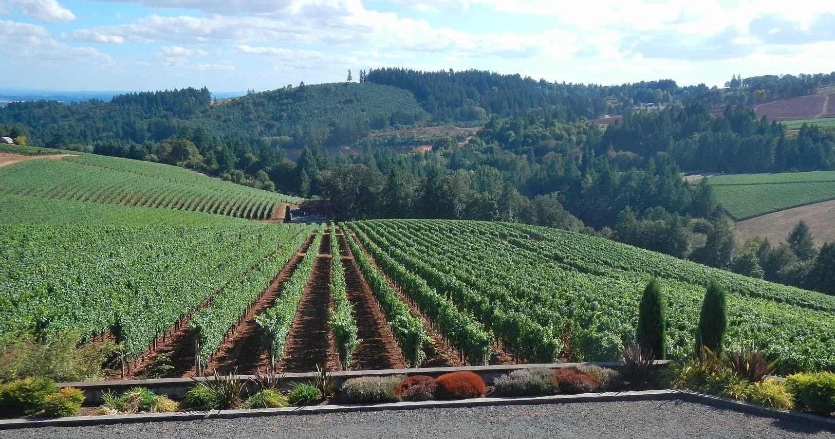 Winery Tours In The Oregon Countryside