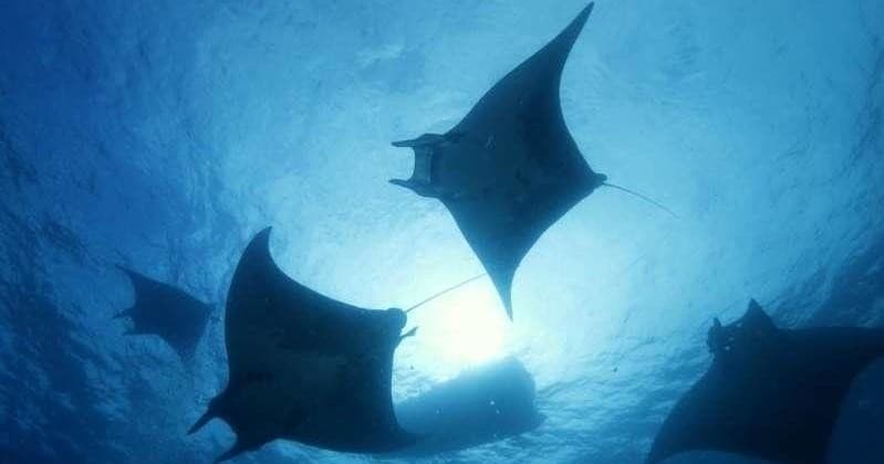 Off-Shore Diving Trips: Dive with Manta Rays!