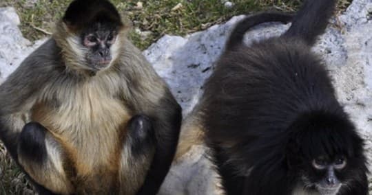 Monkey Around