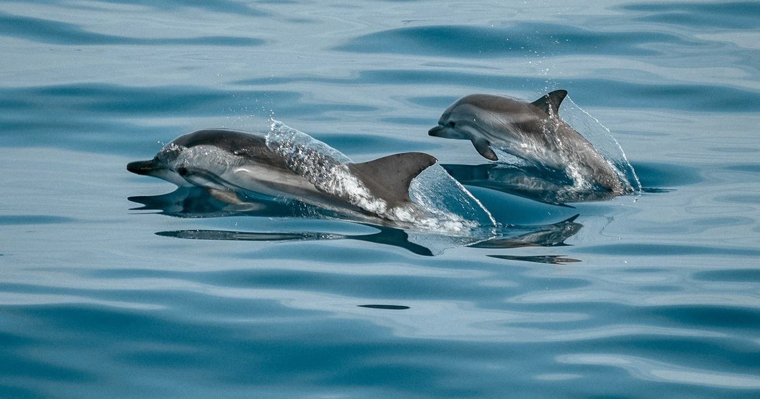 Private VIP Guided Jet Ski Dolphin Tours
