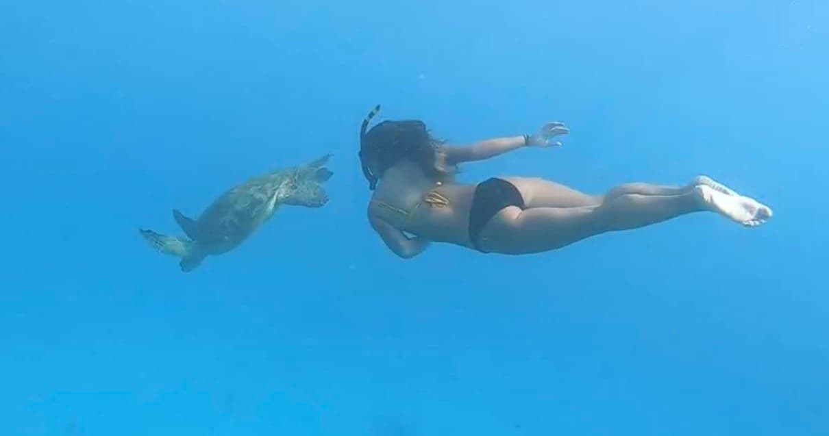 Swim Snorkel Sail