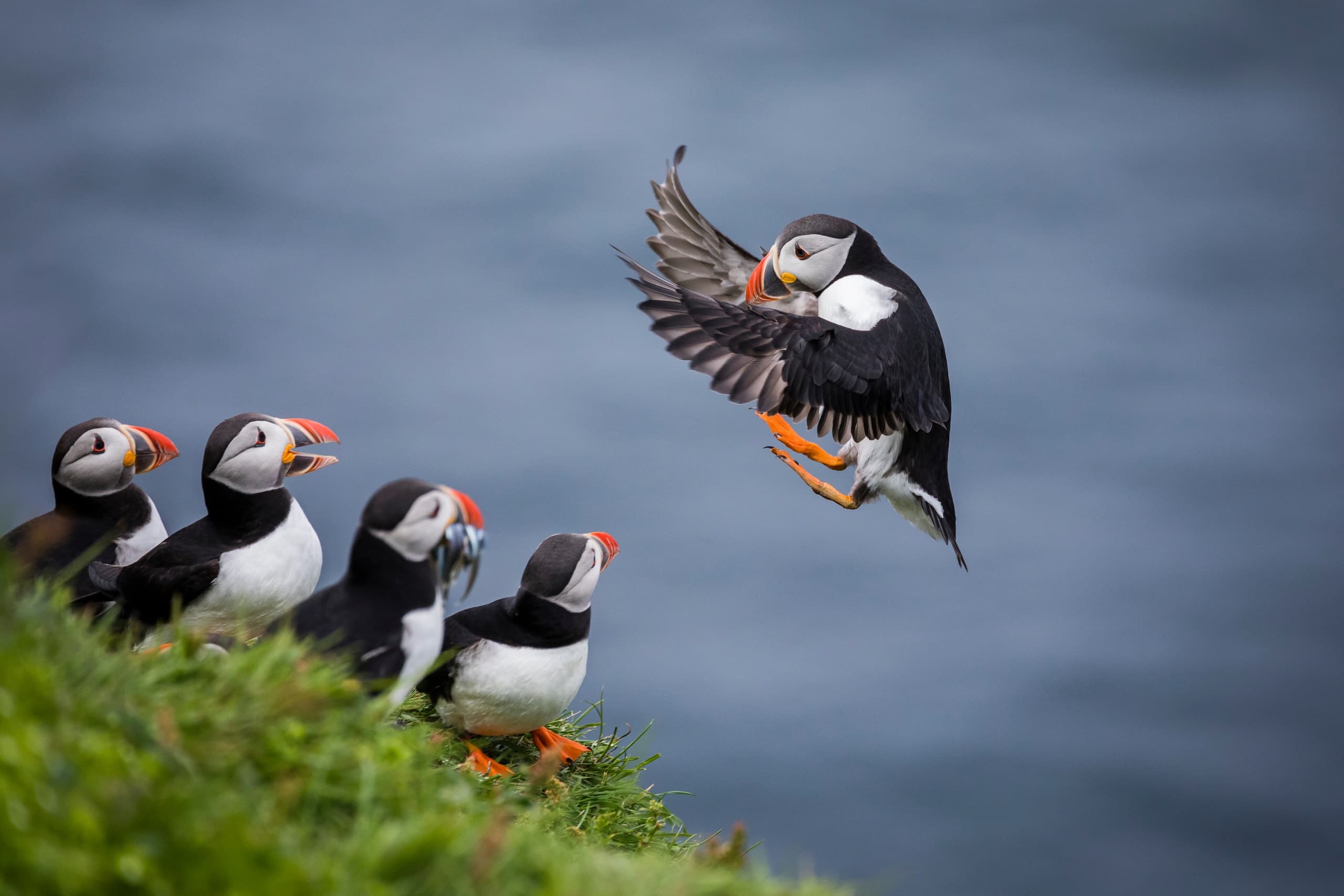 Inner Farne National Trust Bird Sanctuary.