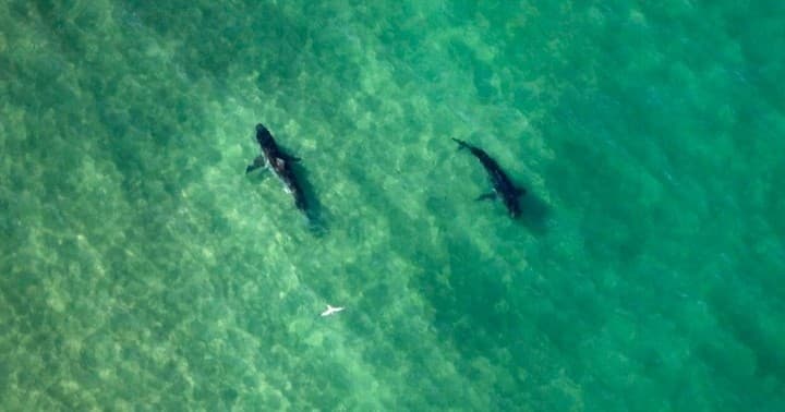 General Admission to Shark Center Chatham