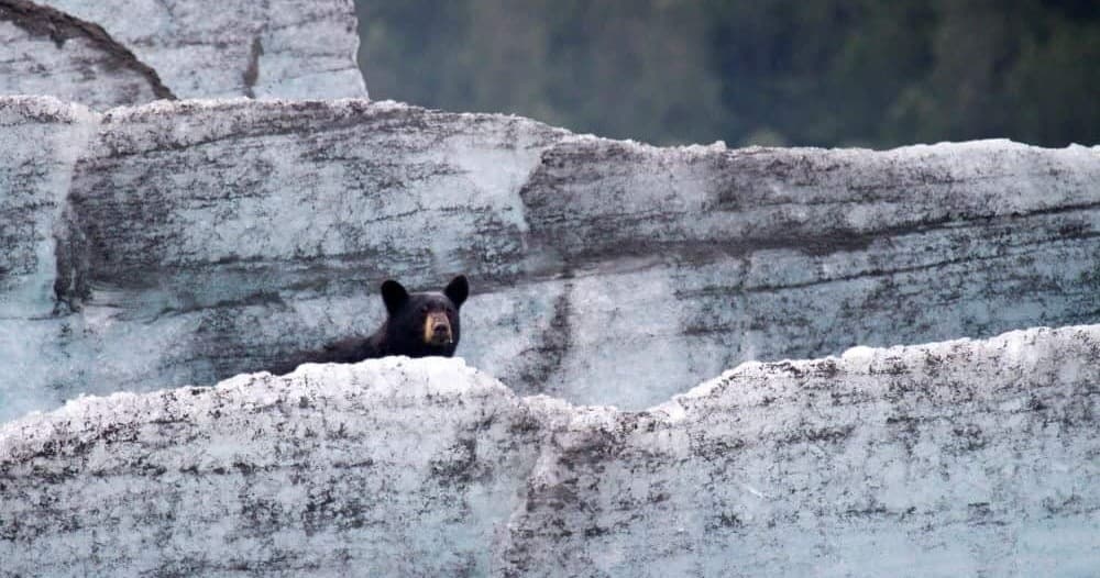 Bears, Trains, & Icebergs