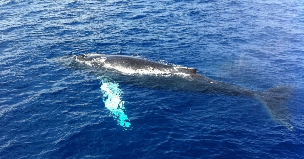 Whale Watching