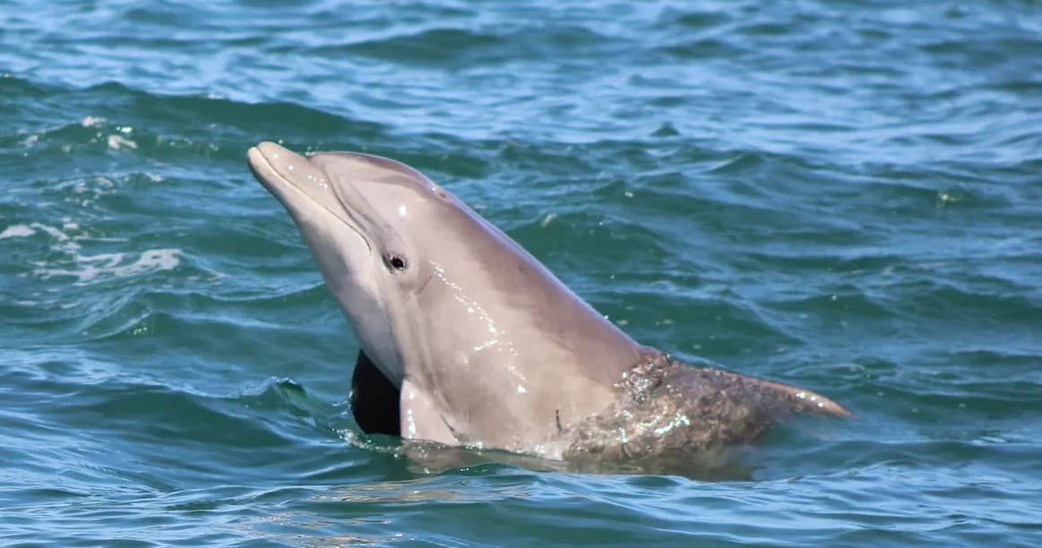 Private Charter Boat Immersive Eco Tour