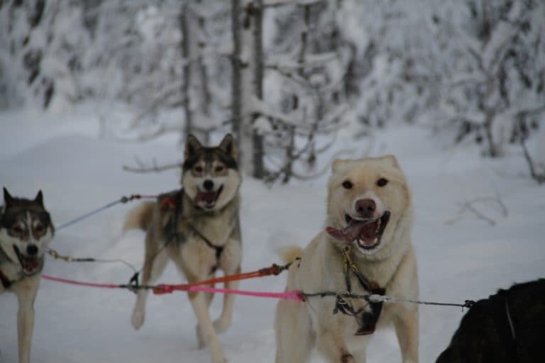 Polar Lights Tour - Night Safari with huskies